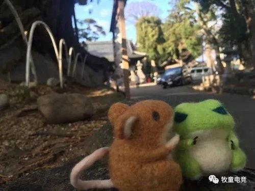 蛙玩偶服吃瓜,揭秘萌宠界的趣味生活