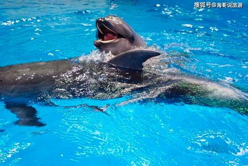 昆明海豚湾爆料事件最新,揭露背后惊人真相，动物福利争议再起
