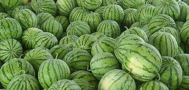 江南吃瓜,探寻瓜果飘香的美食世界