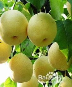 白梨吃瓜综艺,揭秘娱乐圈幕后故事