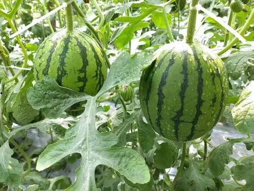 网络吃瓜资源,揭秘娱乐圈幕后真相，带你领略明星们的真实生活